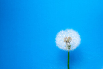 dandelion flower on blue background