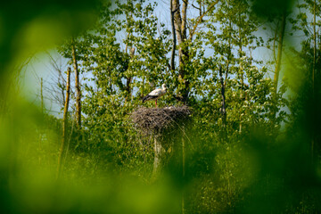 Ein Storch steht auf seinem Nest und füttert seine Jungen.