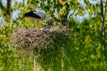 Ein Storch steht auf seinem Nest und f&uuml;ttert seine Jungen.