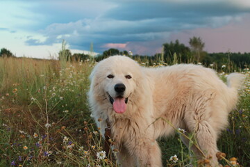 Maremma-Abruzzi shepherd in the grass