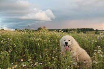 Maremma-Abruzzi shepherd in the grass