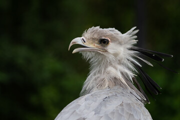 The secretarybird or secretary bird (Sagittarius serpentarius)