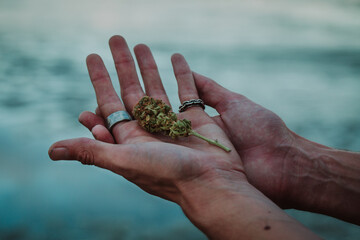mano con planta cogollo de marihuana cannabis exterior verde macro close up hoja con tricomas 
