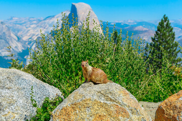 American red squirrel in Yosemite National Park at Half Dome peak. Summer in California, United States. Tamiasciurus hudsonicus species
