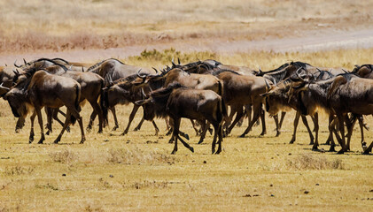 Naklejka na ściany i meble Wildebeest Herd Running at Ngorongoro, Tanzania