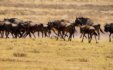 Wildebeest Herd Running at Ngorongoro, Tanzania