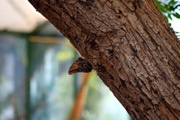 Butterfly with eyeball=like markings resting on a tree