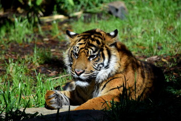 Close up of large tiger