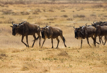 Wildebeest Herd Running at Ngorongoro, Tanzania