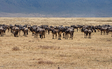 Fototapeta na wymiar Wildebeest Herd at Ngorongoro, Tanzania