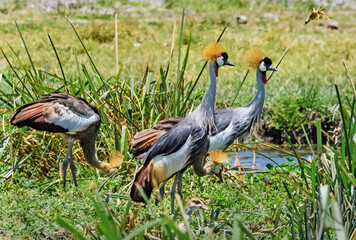 Crowned cranes at Ngorongoro, Tanzania