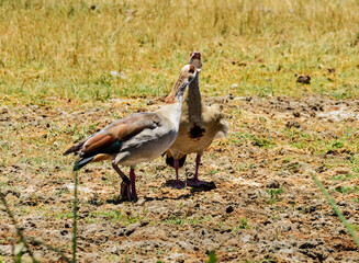 Egyptian geese, Kenya