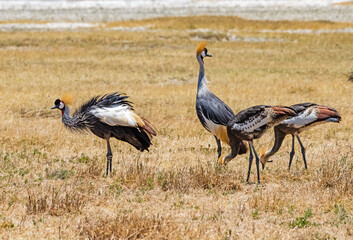 Crowned cranes at Ngorongoro, Tanzania