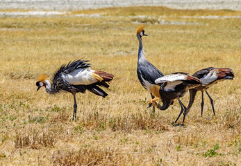 Crowned cranes at Ngorongoro, Tanzania