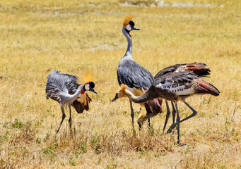 Crowned cranes at Ngorongoro, Tanzania