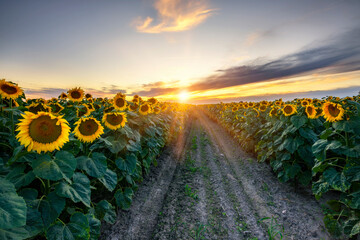 Fototapeta premium Beautiful sunset over sunflower field