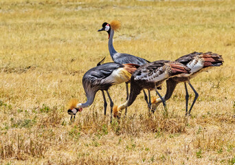 Crowned cranes at Ngorongoro, Tanzania