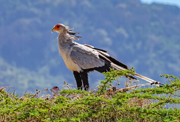 Secretarybird at Ngorongoro, Tanzania