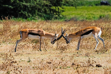 Springbok Antelopes fighting at Ngorongoro, Tanzania