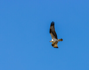 Osprey in Eleven Mile Canyon Colorado
