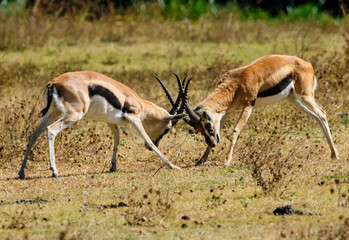 Naklejka na ściany i meble Springbok Antelopes fighting at Ngorongoro, Tanzania