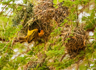 Southern masked weaver building nest, Kenya