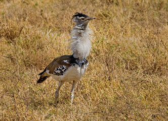 Kori Bustard at Ngorongoro, Tanzania
