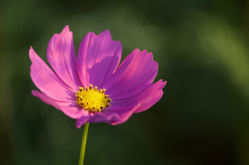 コスモス