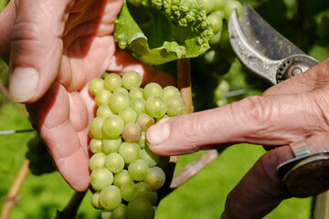 Ein Winzer zeigt geerntete Trauben