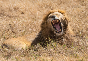 Male Lion Yawning at Ngorongoro, Tanzania