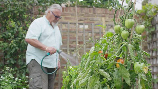 Foreground focus on tomatoes growing as a man waters in the background, in slow motion