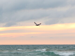 A lone seagull at sunset