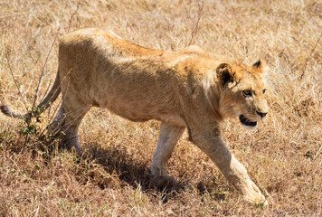 Lions at Ngorongoro, Tanzania