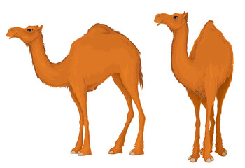 Camel.Dromedary,Illustration isolated on white background.
