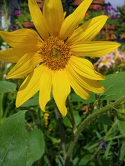 Sunshine Yellow Sunflower