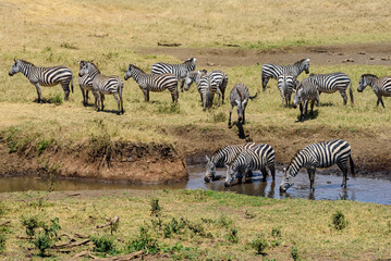 Fototapeta na wymiar Zebra Herd at Ngorongoro, Tanzania