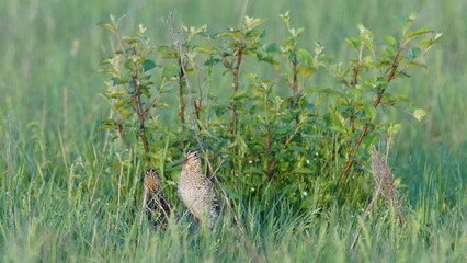 Great snipe (Gallinago media) in mating period, male dancing in the spring
