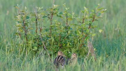 Great snipe (Gallinago media) in mating period, male dancing in the spring