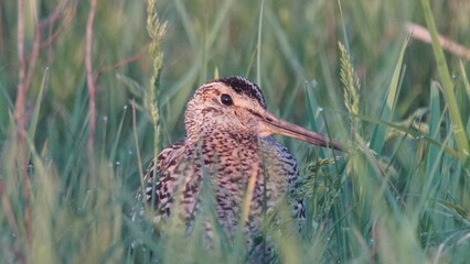 Great snipe (Gallinago media) in mating period, male dancing in the spring