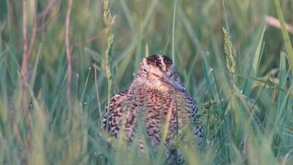 Great snipe (Gallinago media) in mating period, male dancing in the spring