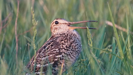 Great snipe (Gallinago media) in mating period, male dancing in the spring