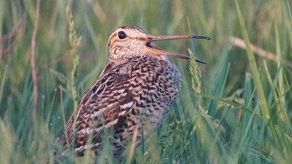 Great snipe (Gallinago media) in mating period, male dancing in the spring