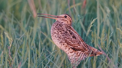 Great snipe (Gallinago media) in mating period, male dancing in the spring