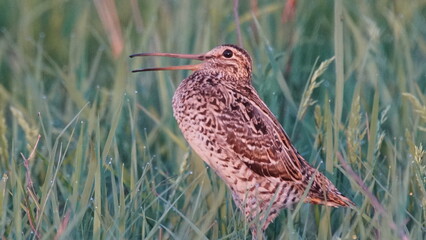 Great snipe (Gallinago media) in mating period, male dancing in the spring