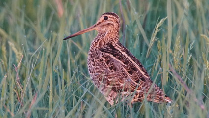 Great snipe (Gallinago media) in mating period, male dancing in the spring