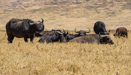 african buffalo herd at Ngorongoro, Tanzania