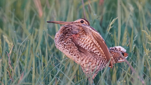 Great snipe (Gallinago media) in mating period, male dancing in the spring