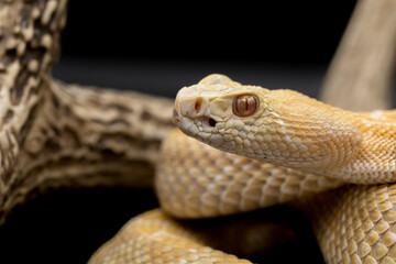 Albino Western Diamondback Rattlesnake posing with tongue out