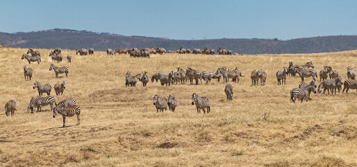 Obraz na płótnie Canvas Zebra Herd at Ngorongoro, Tanzania