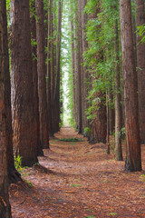 Redwood Trees in a Row Portrait